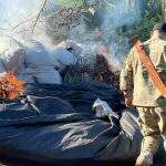 Com novas investidas em fazendas na fronteira, polícia destrói 30 toneladas de maconha