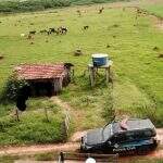 Gerente furta 15 cabeças de gado de fazenda vizinha em Mato Grosso do Sul