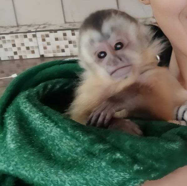 PMA resgata filhote de macaco-prego encontrado em residência