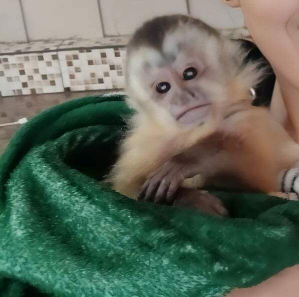 Polícia apreende filhote de macaco-prego que seria vendido, no