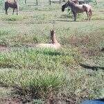 Homem é multado em R$ 500 por abandonar cavalo ferido em terreno baldio ‘para morrer’