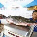 De tilápia a bacalhau, preço do peixe pode chegar a R$ 82 kg e salgar Semana Santa em Campo Grande