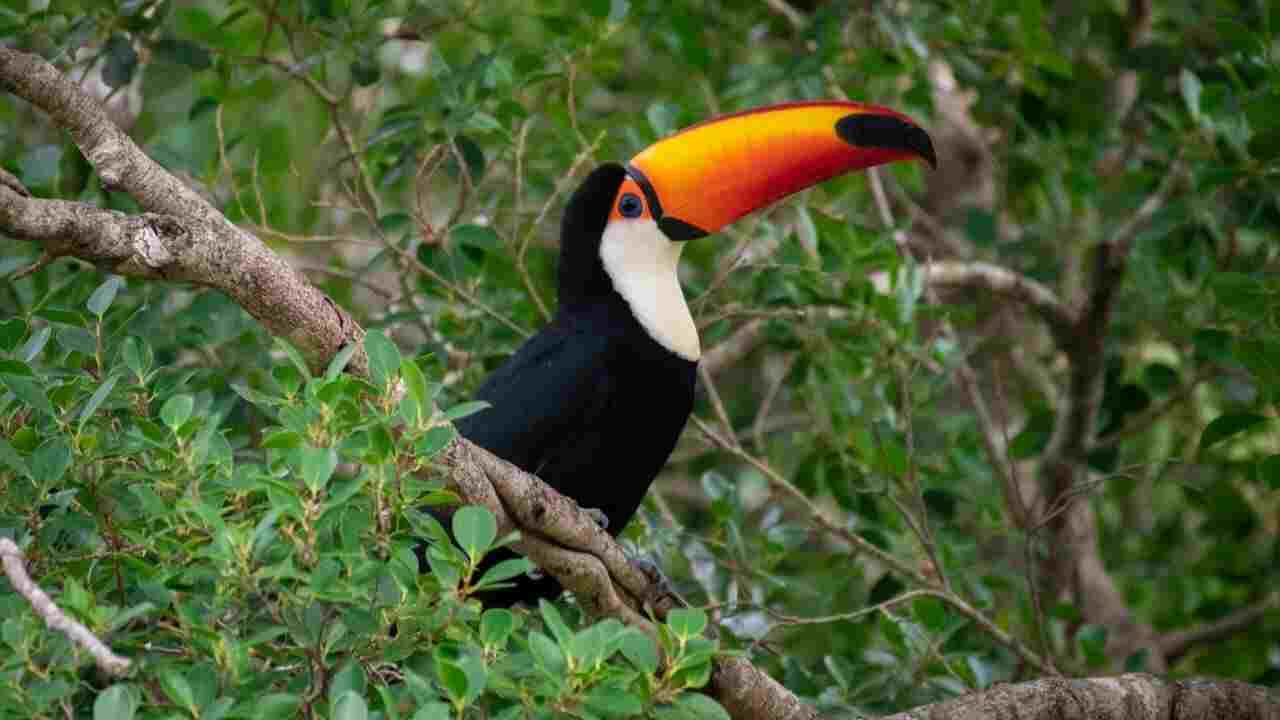 WhatsApp Image 2022 04 05 at 08.11.20 10 - Parado por 40 minutos, biólogo faz clique perfeito do pouso de arara no Pantanal