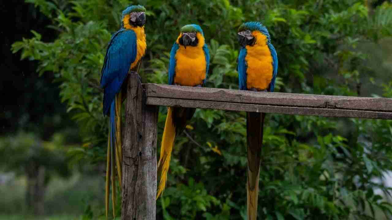 WhatsApp Image 2022 04 05 at 08.11.20 3 - Parado por 40 minutos, biólogo faz clique perfeito do pouso de arara no Pantanal