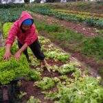Projeto ‘Agricultura Familiar Organizada’ deve atender 1.200 famílias de Campo Grande