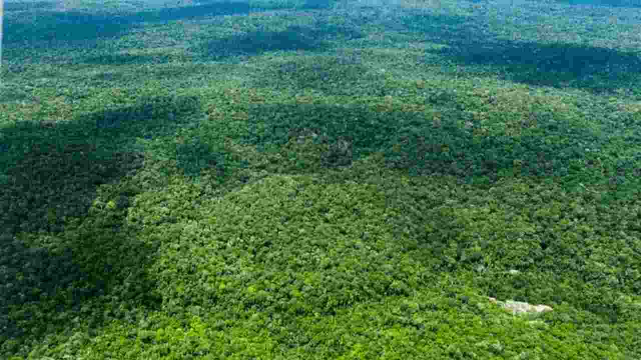 Desmatamento na Amazônia cai 31% de janeiro a maio, revela Inpe