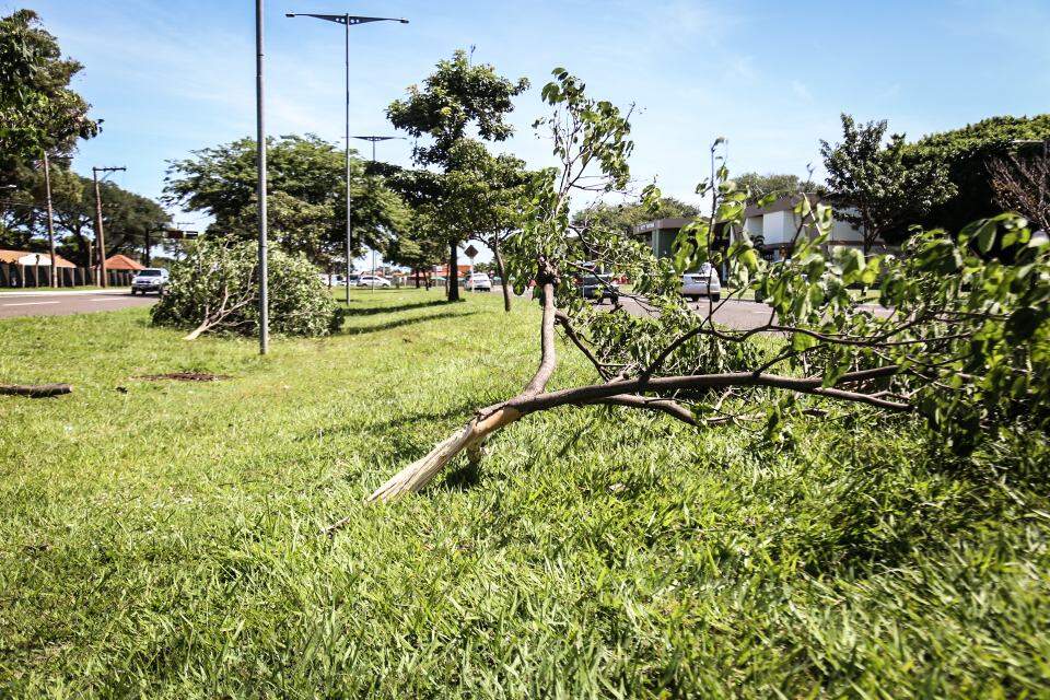 Motorista perde controle, passa por cima de canteiro e derruba árvore na Duque de Caxias