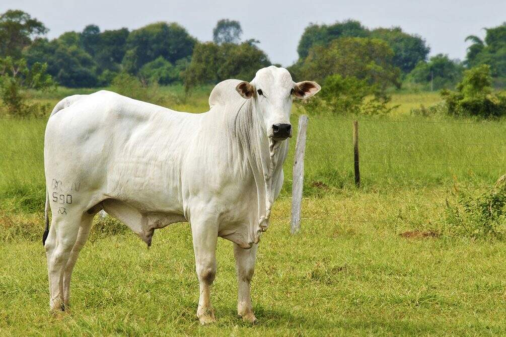 Leilão em MS tem boi, touro e vacas Nelore com valores a partir R$ 2,2 mil