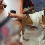 Cão arrastado por carro na Nhanhá é atendido na Sala Laranja da Decat e tutor presta depoimento