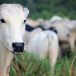 Leilão em MS com boi, touro e vacas Nelore a partir R$ 2,2 mil tem mais 1 semana para lances