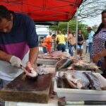 Tradicional Feira do Peixe começa nesta quinta-feira com 15 toneladas de pescado