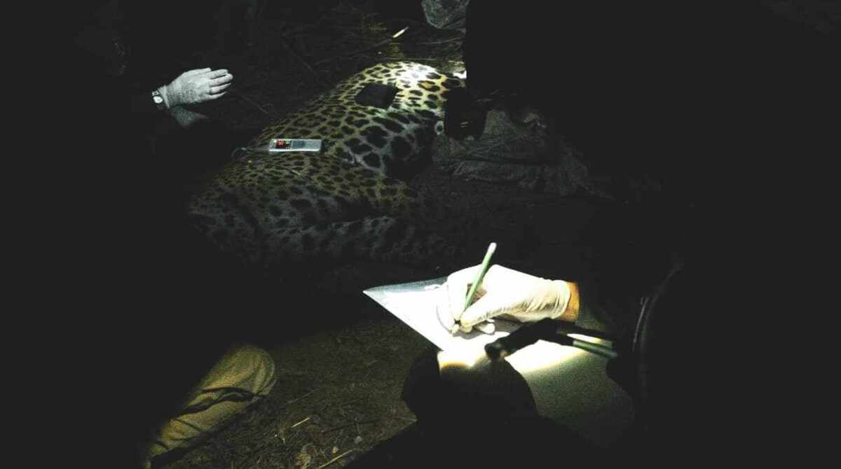 IHP abre vaga de auxiliar em atividades para monitorar felinos no Pantanal
