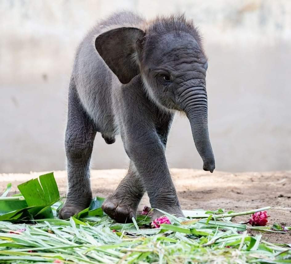 received 518499486604491 - Lanang é um elefante de Sumatra de um mês de idade.