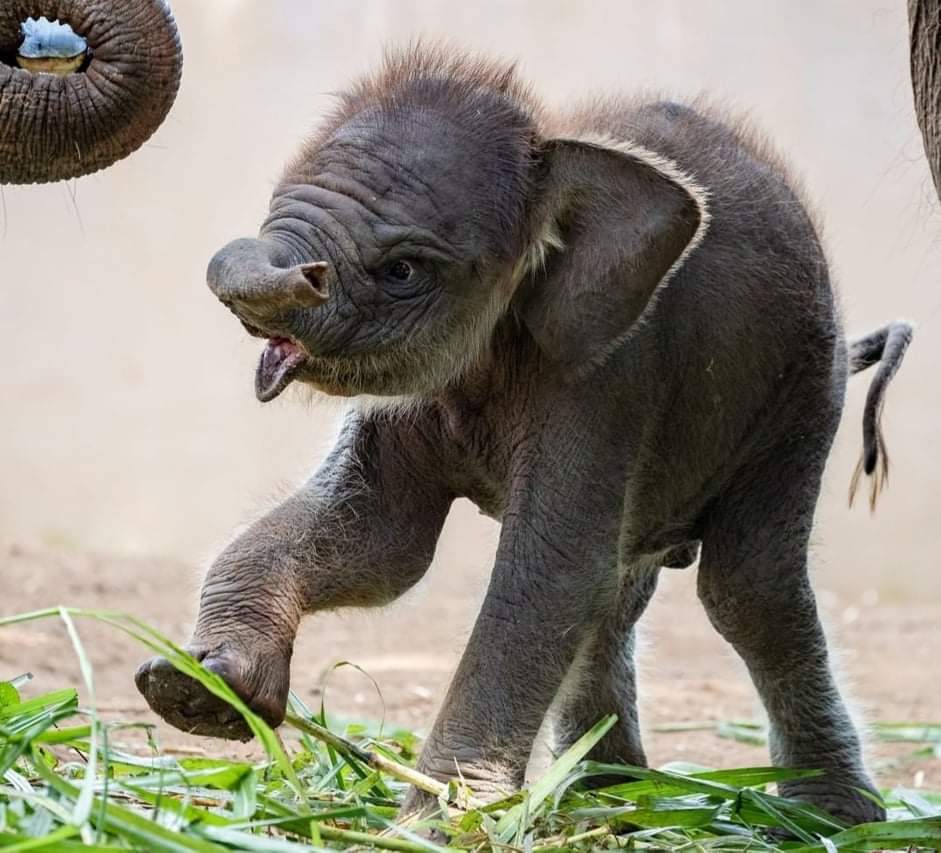 received 943461212987872 1 - Lanang é um elefante de Sumatra de um mês de idade.