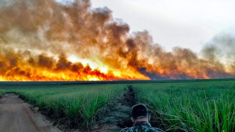 Incêndios florestais deixaram rastro de destruição no Pantanal de MS
