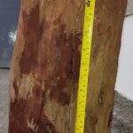Perícia aponta que tronco com pregos usado para matar homem em Corguinho pesa quase 19kg