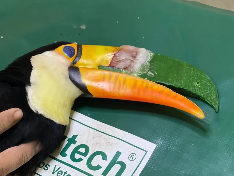 tucano3 - Com doação de biólogo famoso, Cras faz prótese 3D para tucano com bico quebrado em MS
