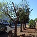 Morador é autuado por poda radical de cinco árvores em frente de casa