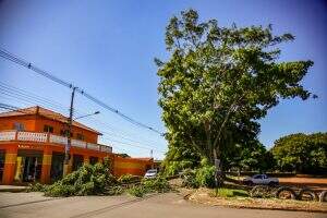 Árvore interdita cruzamento na Vila Almeida, em Campo Grande