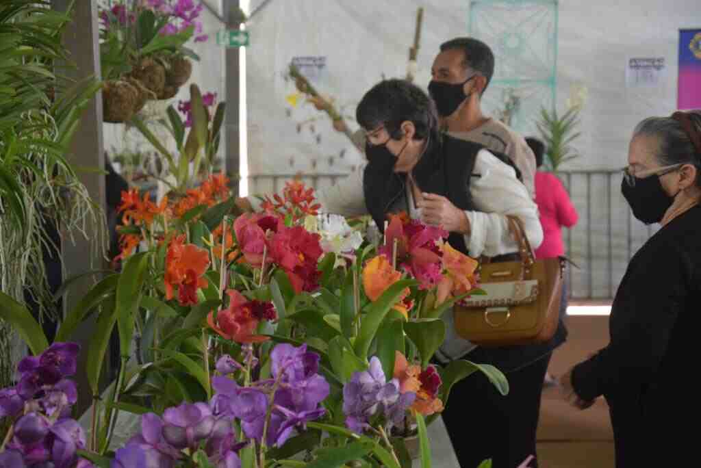 Procon de Dourados realiza pesquisa de preço e flores para o Dia das Mães têm variação de até  133%