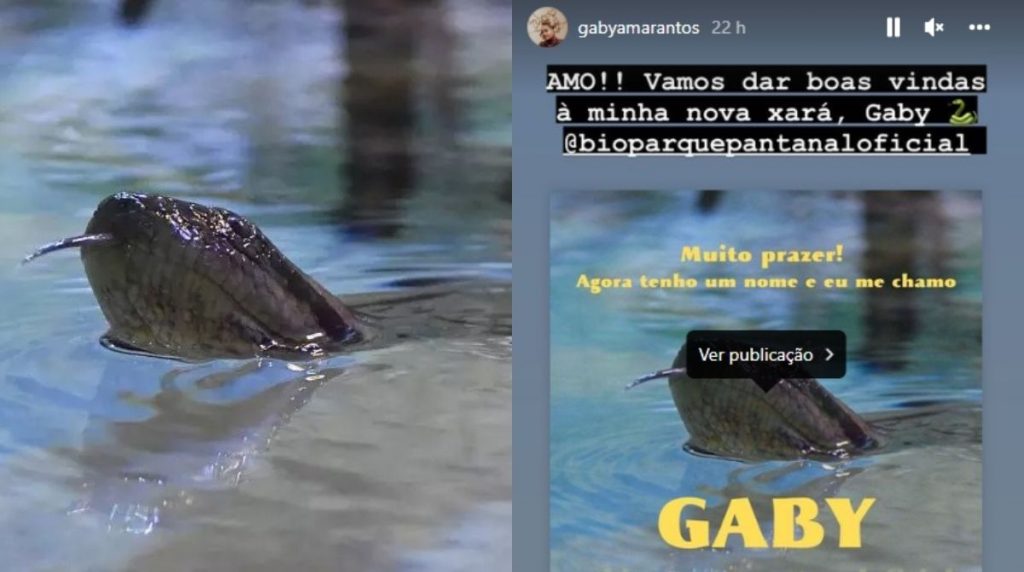 Gaby Amarantos celebra novo nome de cobra do Aquário do Pantanal (Foto: Bruno Rezende/Gov MS e Reprodução/Instagram)