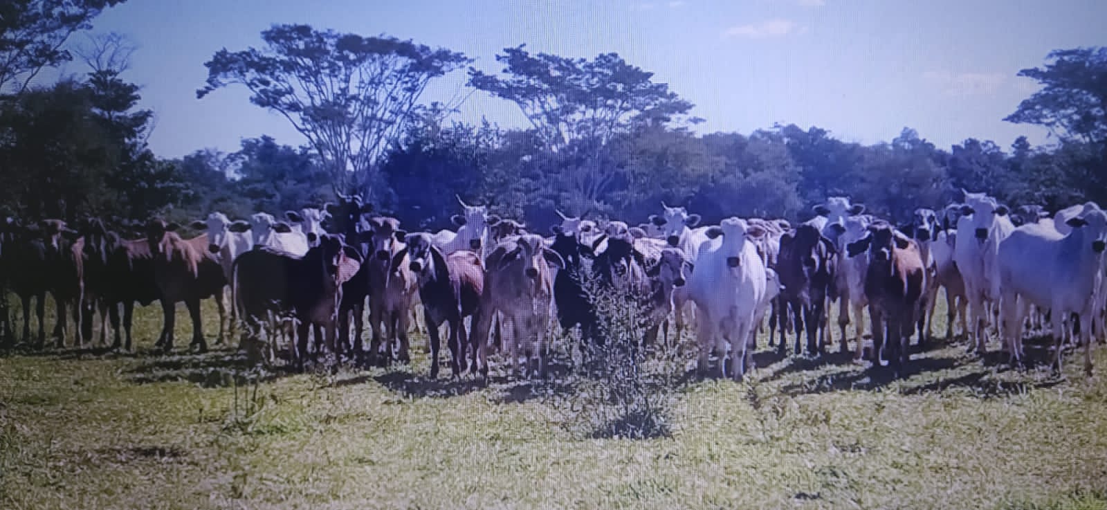 Dono sítio é multado em R$ 35 mil por manter gado degradando área protegida