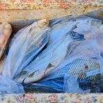 PMA apreende 28 quilos de pescado ilegal e peixes são doados