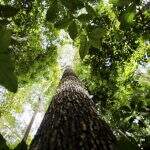 Empresas e organizações pedem aos EUA aval a fundo de US$ 9 bi para florestas