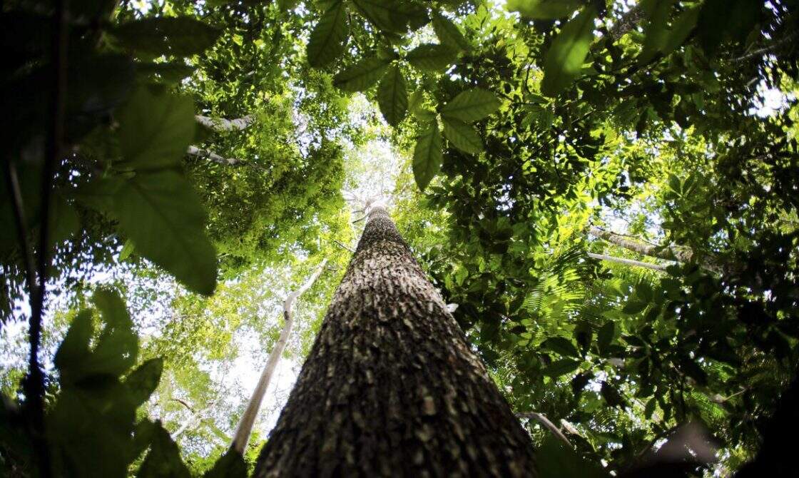 Empresas e organizações pedem aos EUA aval a fundo de US$ 9 bi para florestas
