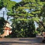 Árvore cai durante ventania e trânsito fica parcialmente interditado no Centro de Campo Grande