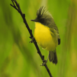 Mais de 170 espécies são registradas em Dia Mundial da Observação de Aves em MS