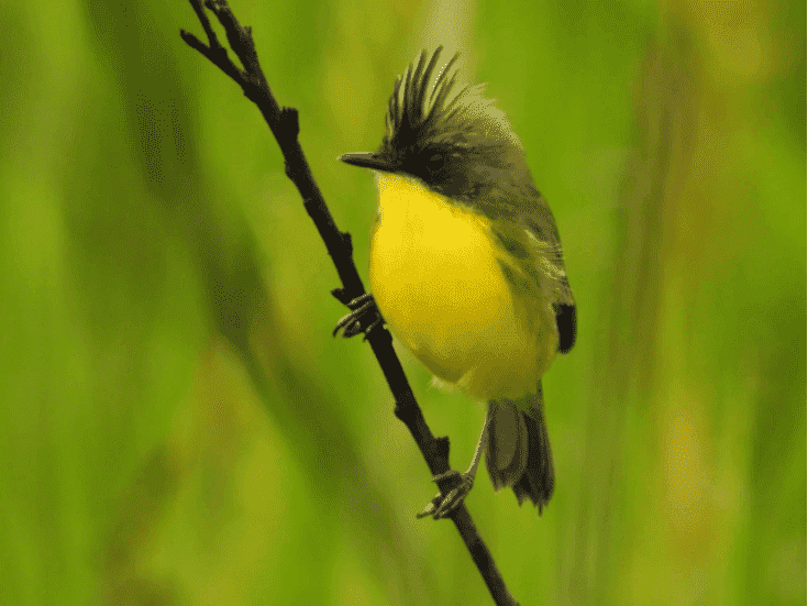 Mais de 170 espécies são registradas em Dia Mundial da Observação de Aves em MS