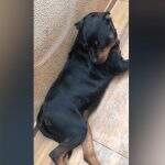 VÍDEO: Rottweiler escapa de residência e policial atira em cachorro no Nova Campo Grande