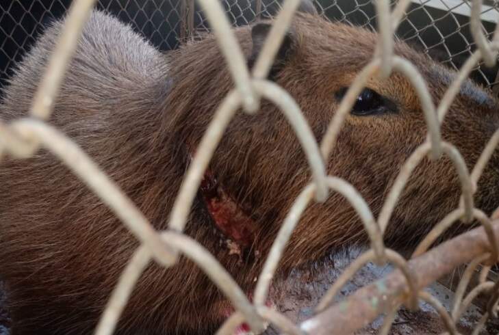 PMA resgata capivara ferida com cabo de aço de armadilha de caça em Aquidauana