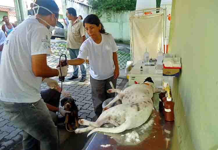 Prefeitura de MS lança programa de castração gratuita de cães e gatos