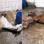 Quatro pessoas são presas em Minas Gerais por vender carne de cavalo como de boi para açougues