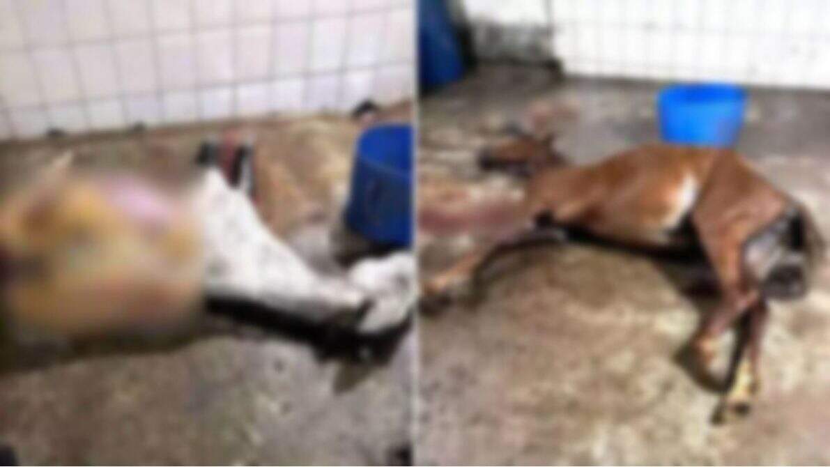 Quatro pessoas são presas em Minas Gerais por vender carne de cavalo como de boi para açougues