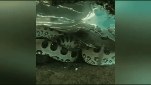 VÍDEO: Sucuri 'gigante' de 3 metros é espetáculo avistado nas águas cristalinas de Bonito