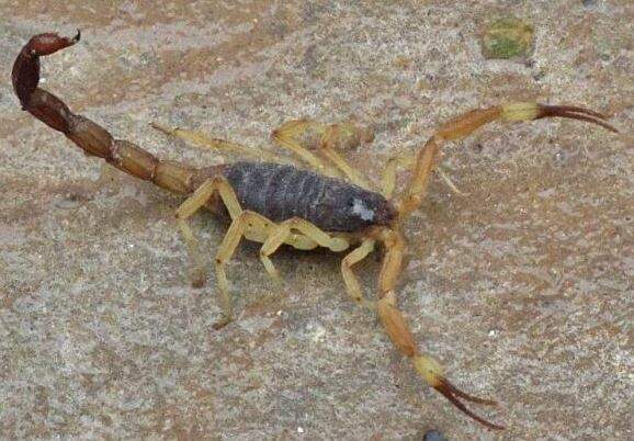 escorpiao 2 - Crianças podem ter morrido em Mato Grosso do Sul após picada de escorpião mais venenoso do país