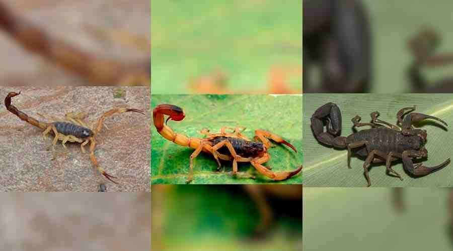 Crianças podem ter morrido em Mato Grosso do Sul após picada de escorpião mais venenoso do país