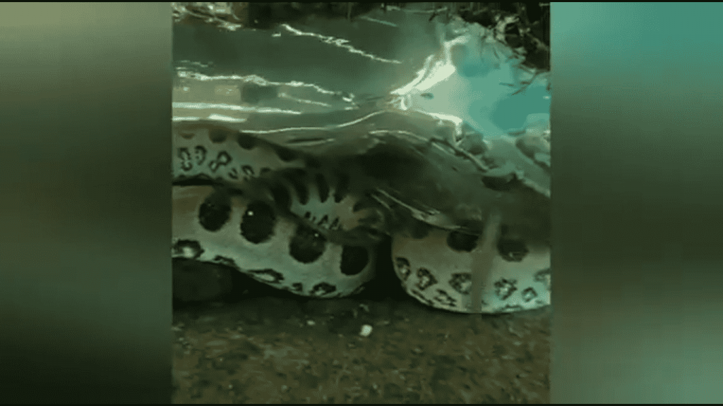 gigante - VÍDEO: Sucuri é flagrada enquanto sufoca jacaré nas águas cristalinas de Bonito