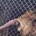 Vídeo: Homem é atacado por Leão em zoológico da Jamaica