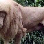 Leão ‘de franja’ faz sucesso em zoológico na China e viraliza na internet