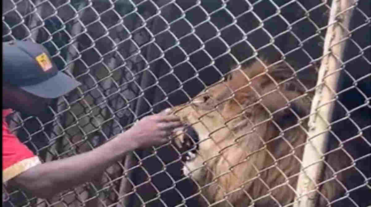 Vídeo: Homem é atacado por Leão em zoológico da Jamaica