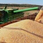 Conab aponta que MS vai produzir mais grãos de 2ª safra e cereais de inverno
