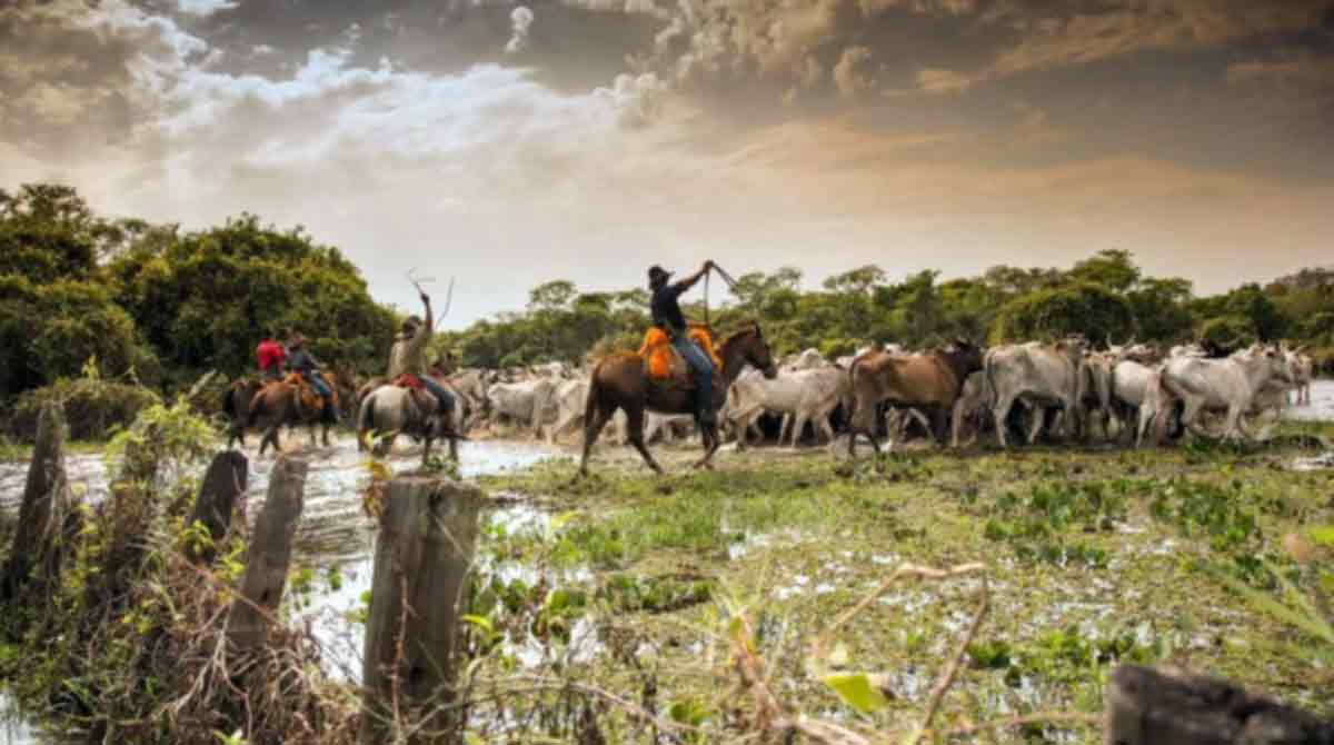 10 coisas que deixariam a novela Pantanal mais fiel ao jeito sul-mato-grossense
