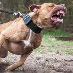 Pit bull escapa de casa no Aero Rancho, ataca cachorro e é baleado por PM
