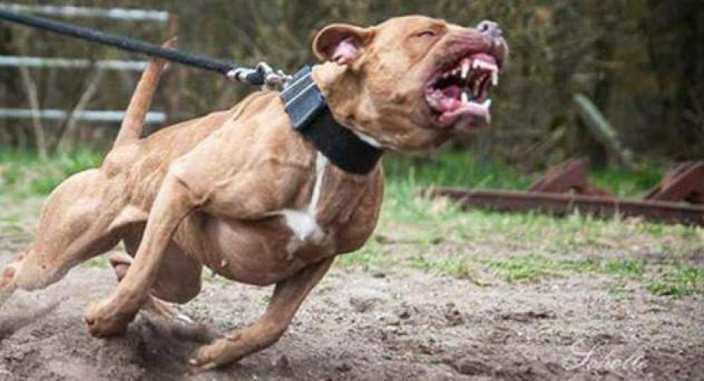 Pitbull escapa e ataca mulher e Rottweiler que estavam passeando em MS