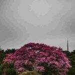 Tempestade com raios e mínima de 14 graus são esperados em Mato Grosso do Sul nesta terça