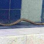 VÍDEO: Serpente é capturada dentro de piscina no Centro de Bonito